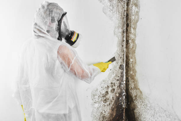 Best Toxic Mold Removal  in Red Oak, TX