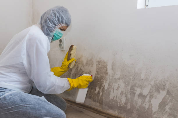 Best Black Mold Removal  in Red Oak, TX
