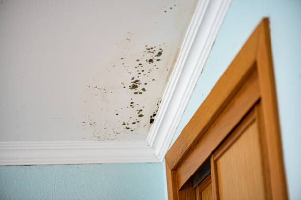 Best Residential Mold Removal  in Red Oak, TX