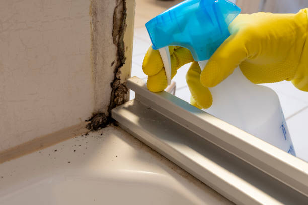 Trusted Red Oak, TX Mold Removal Experts
