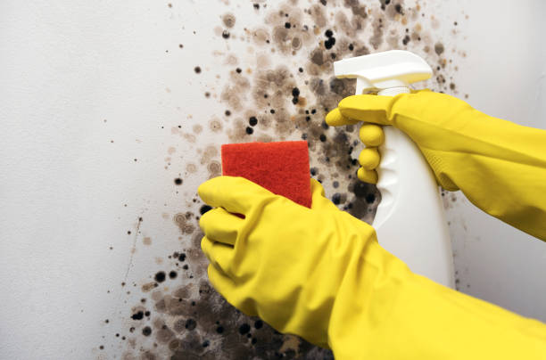Best Mold Removal Company Near Me  in Red Oak, TX