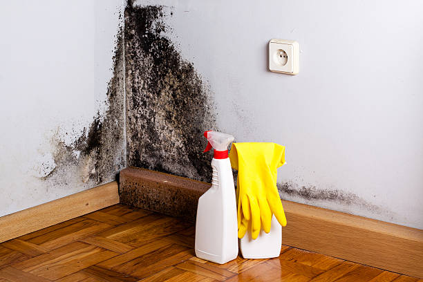 Home Mold Removal in Red Oak, TX