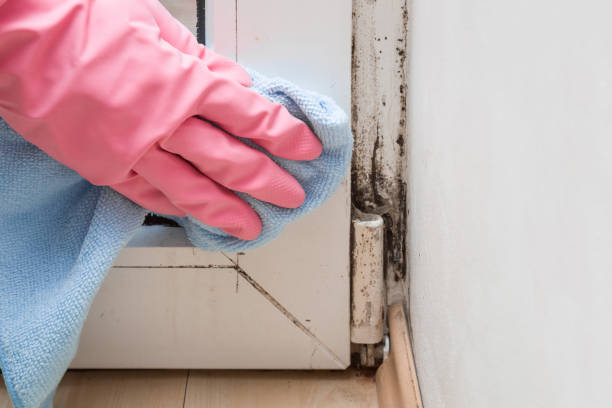 Best Attic Mold Removal  in Red Oak, TX