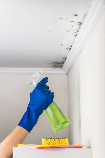Best Commercial Mold Removal  in Red Oak, TX