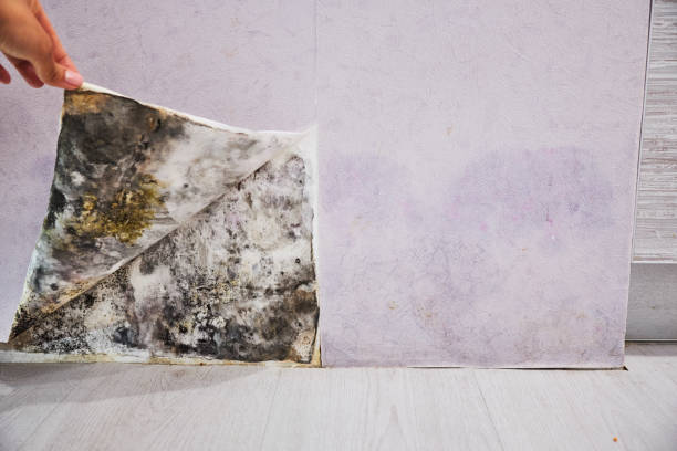 Best Mold Testing  in Red Oak, TX